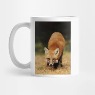 Playfull Red Fox, Algonquin Park Mug